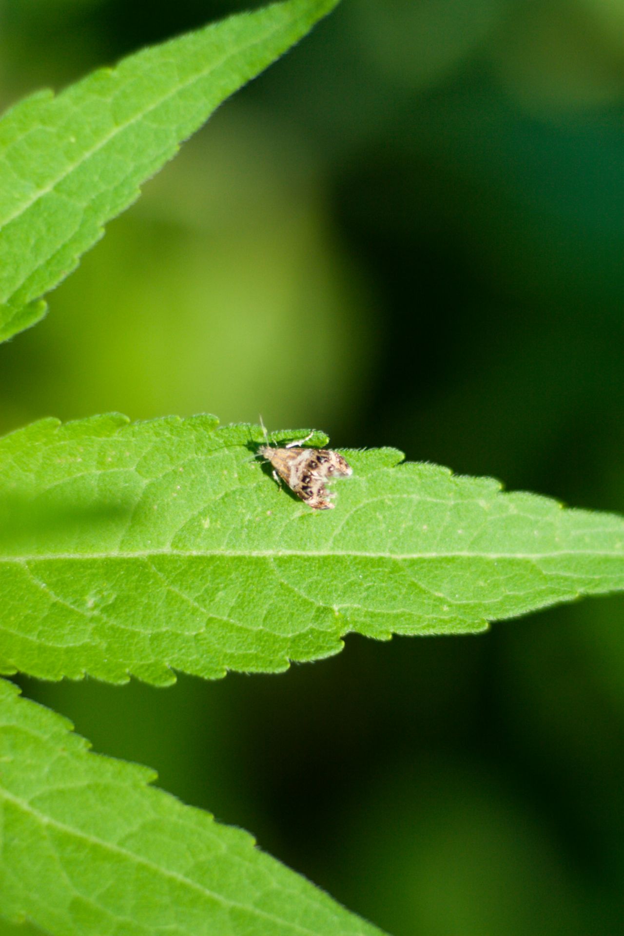 Tebenna micalis (Choreutidae)